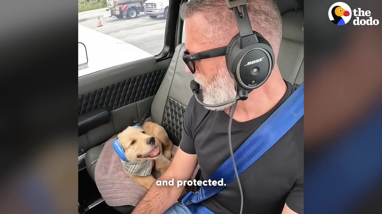A golden retriever puppy wearing blue noise-canceling earmuffs sits next to a man wearing aviation headphones inside a cockpit.