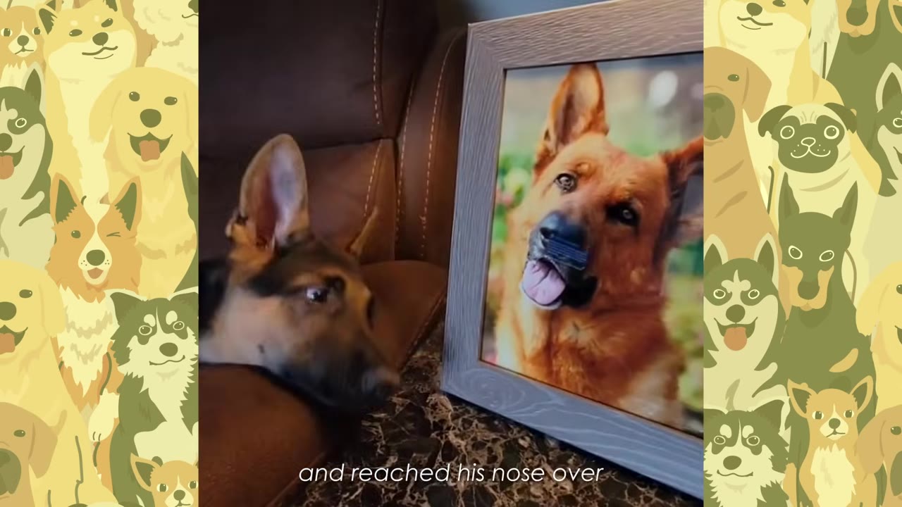 A German Shepherd puppy rests its head on a brown leather couch, looking sadly at a framed portrait of an older German Shepherd.