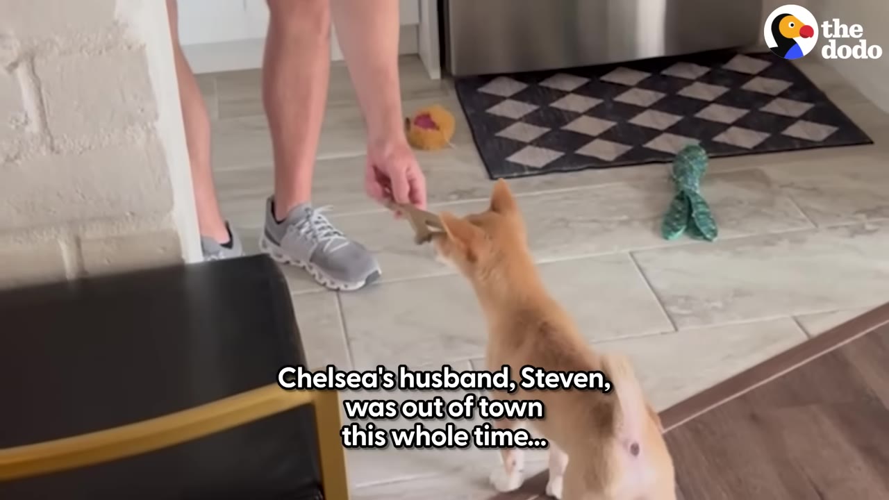 A small tan puppy looks up at a person standing in a kitchen, who is holding out a small treat.