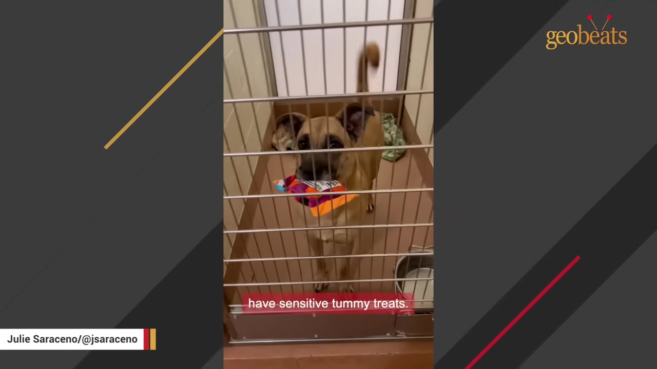 A tan dog with black ears and muzzle stands inside a kennel, holding a colorful bag of sensitive tummy treats in its mouth.