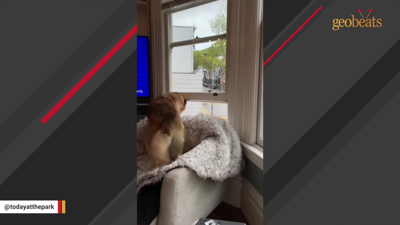 A fluffy brown dog stands on an armchair, looking out of a window at the street outside.