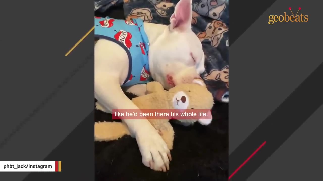 A white dog wearing a blue shirt with red hearts sleeps peacefully while hugging a small brown teddy bear.