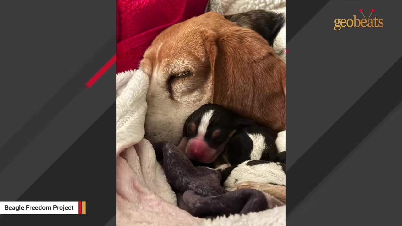A close-up shot of a sleeping adult beagle resting her head near her newborn puppy snuggled in soft blankets.