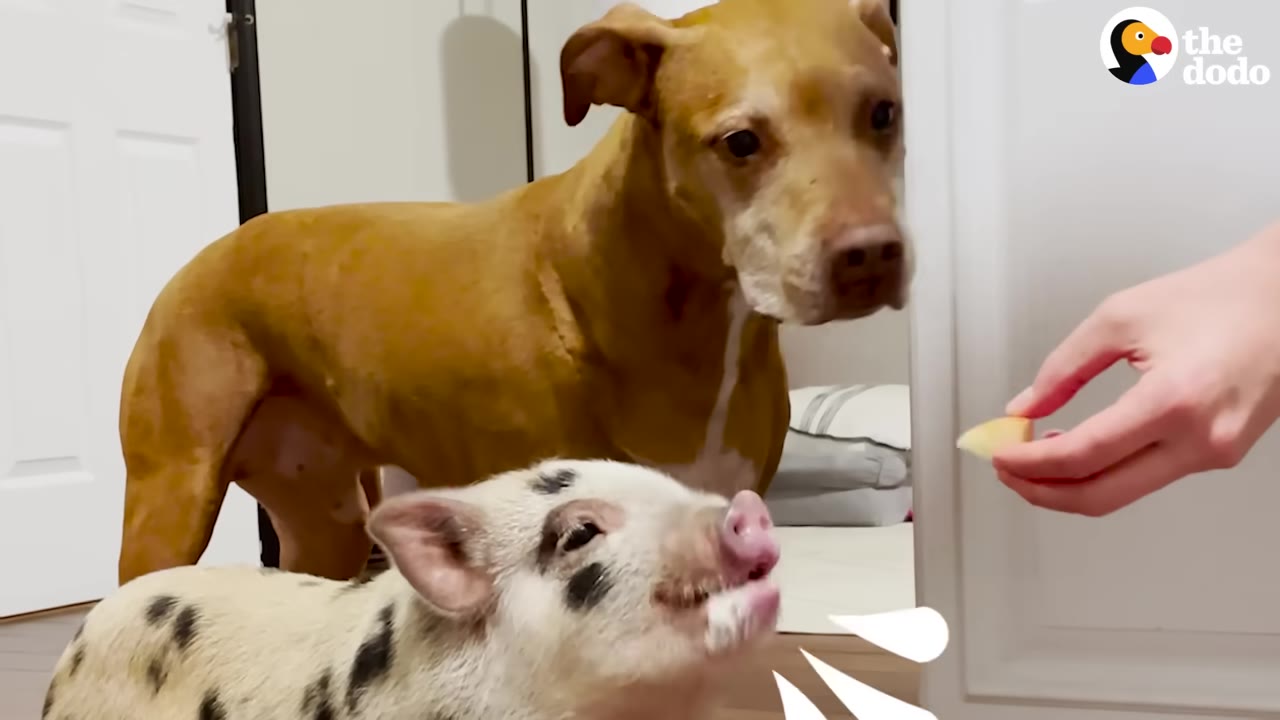 A tan dog stands behind a small, spotted pig as a hand offers a piece of fruit.