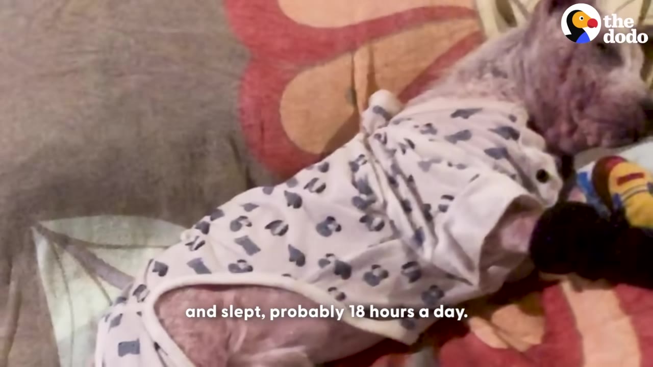 A hairless dog wearing a white patterned onesie sleeps soundly on a colorful blanket.