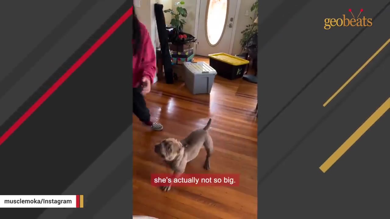 A small, muscular brown dog stands on a wooden floor next to a person, with text on screen reading 'she's actually not so big.'