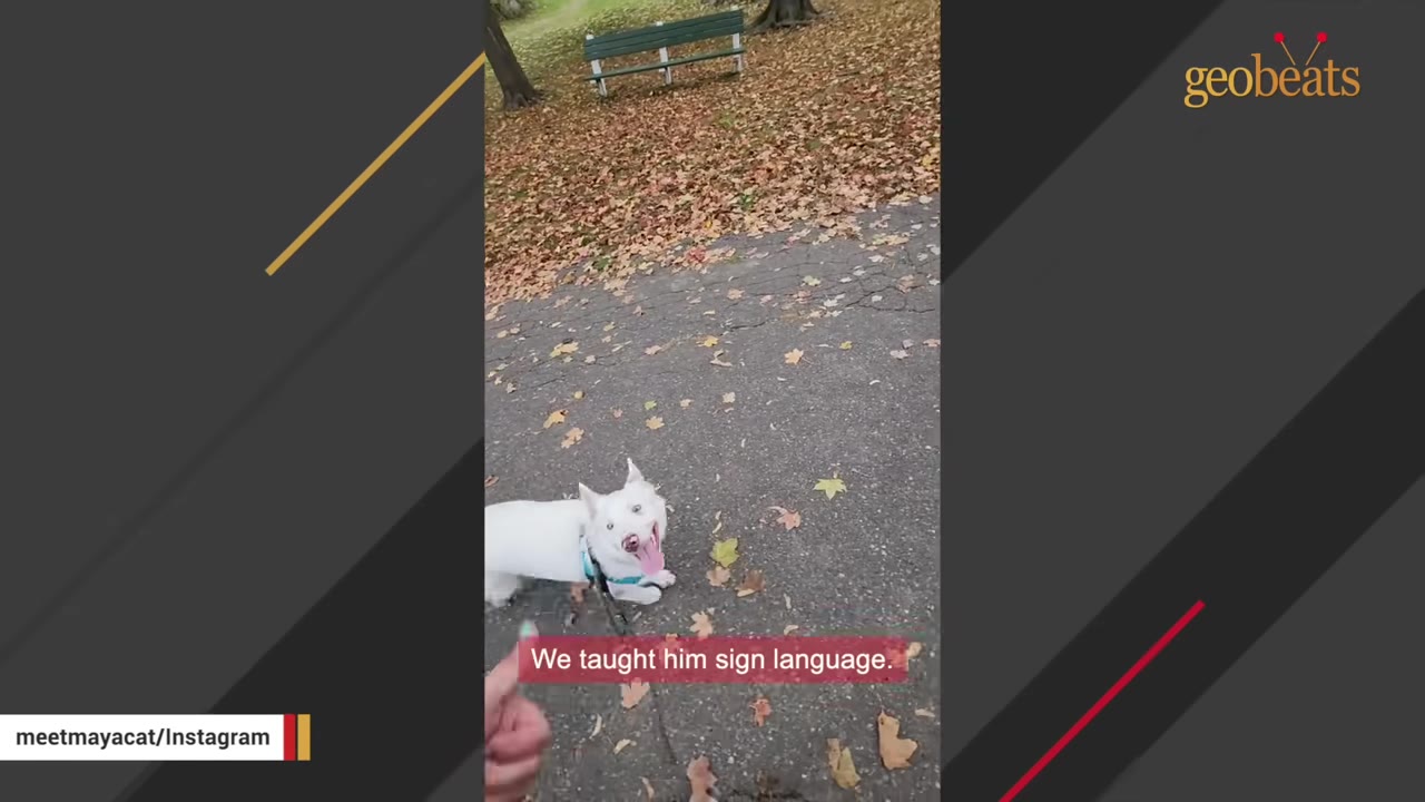 A white dog on a leash looks up at a hand on a paved path covered in autumn leaves, with a caption that reads 'We taught him sign language.'