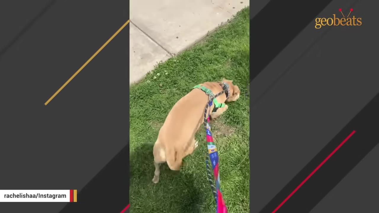 A tan dog wearing a green harness and a colorful leash sniffs the green grass next to a concrete sidewalk.