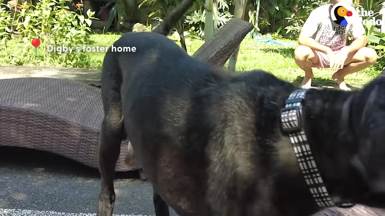 A black dog stands in a sunny yard next to a woven lounge chair, with a person sitting in the background.