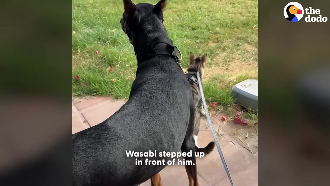 A large black Doberman stands protectively in front of a tabby cat on a leash as they both look out into a grassy yard.