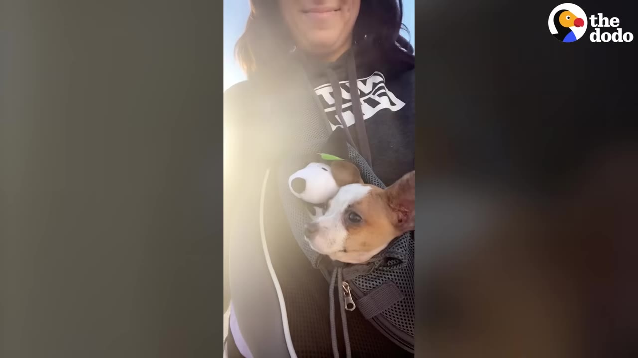 A small brown and white dog sits inside a grey mesh pet carrier pouch worn by a smiling woman.