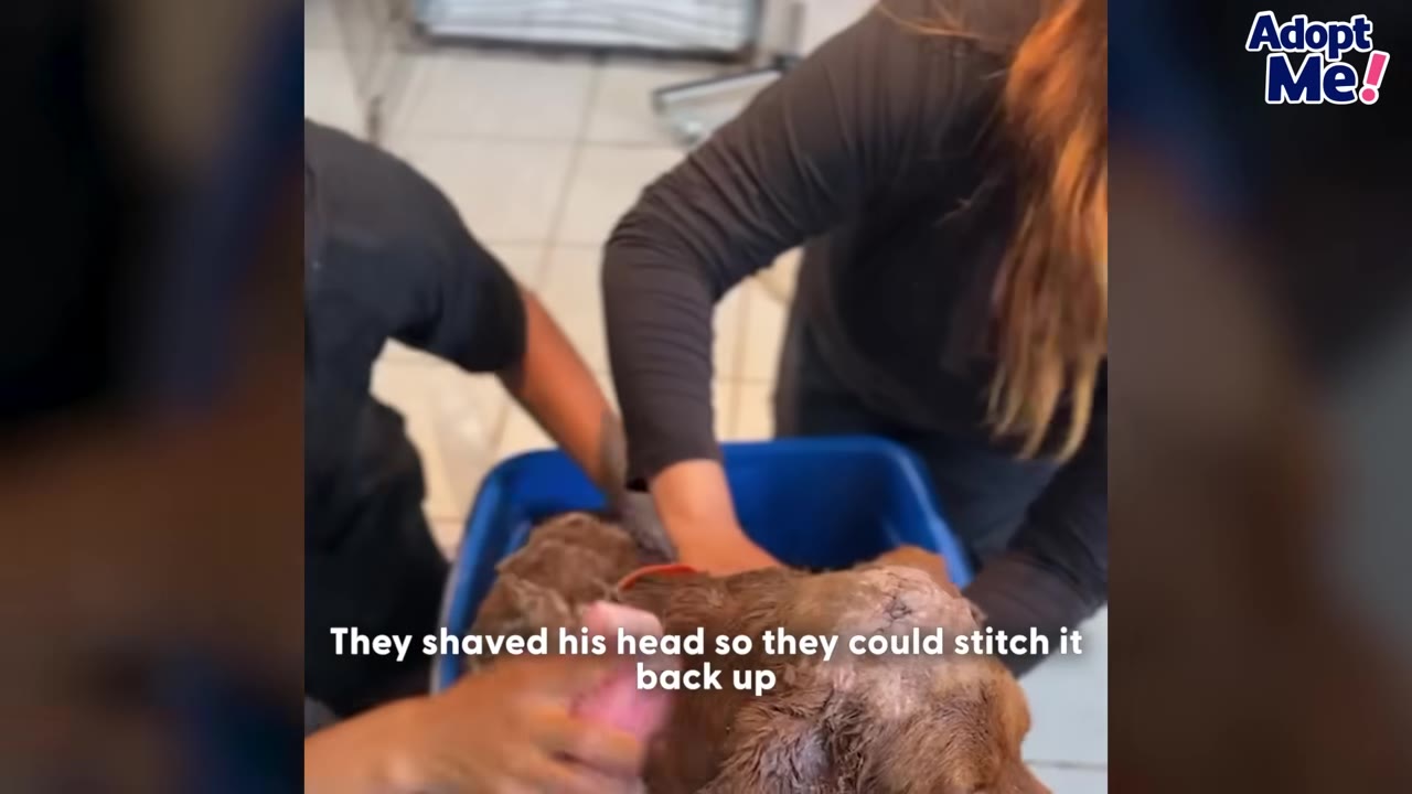 Two veterinary workers shaving a brown dog's head in preparation for surgery.