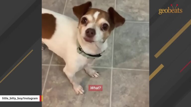 California Chihuahua Landed On The Final List, Then A Stranger Made One Unexpected Plan