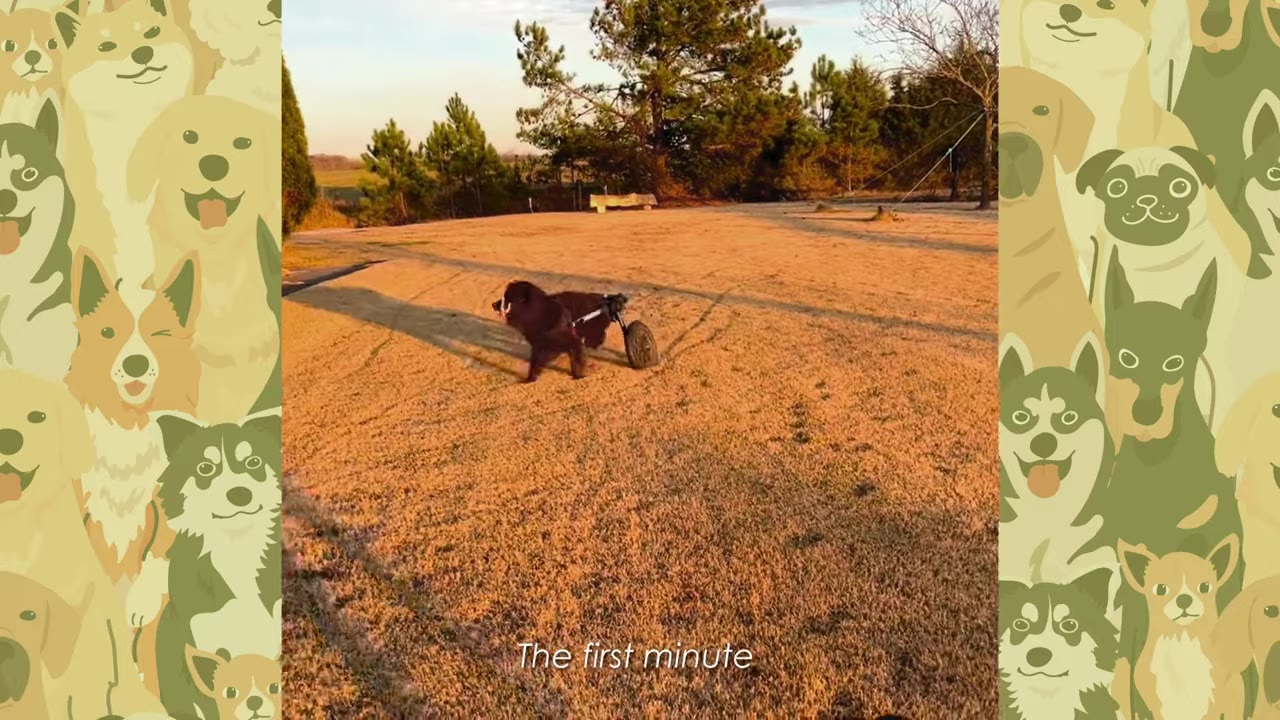 A brown dog in a two-wheeled cart runs across a grassy field under a sunset sky, with the text overlay 'The first minute'.