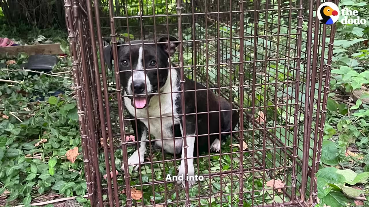 A black and white dog with its tongue slightly out sits inside a wire cage trap outdoors on a bed of green leaves.