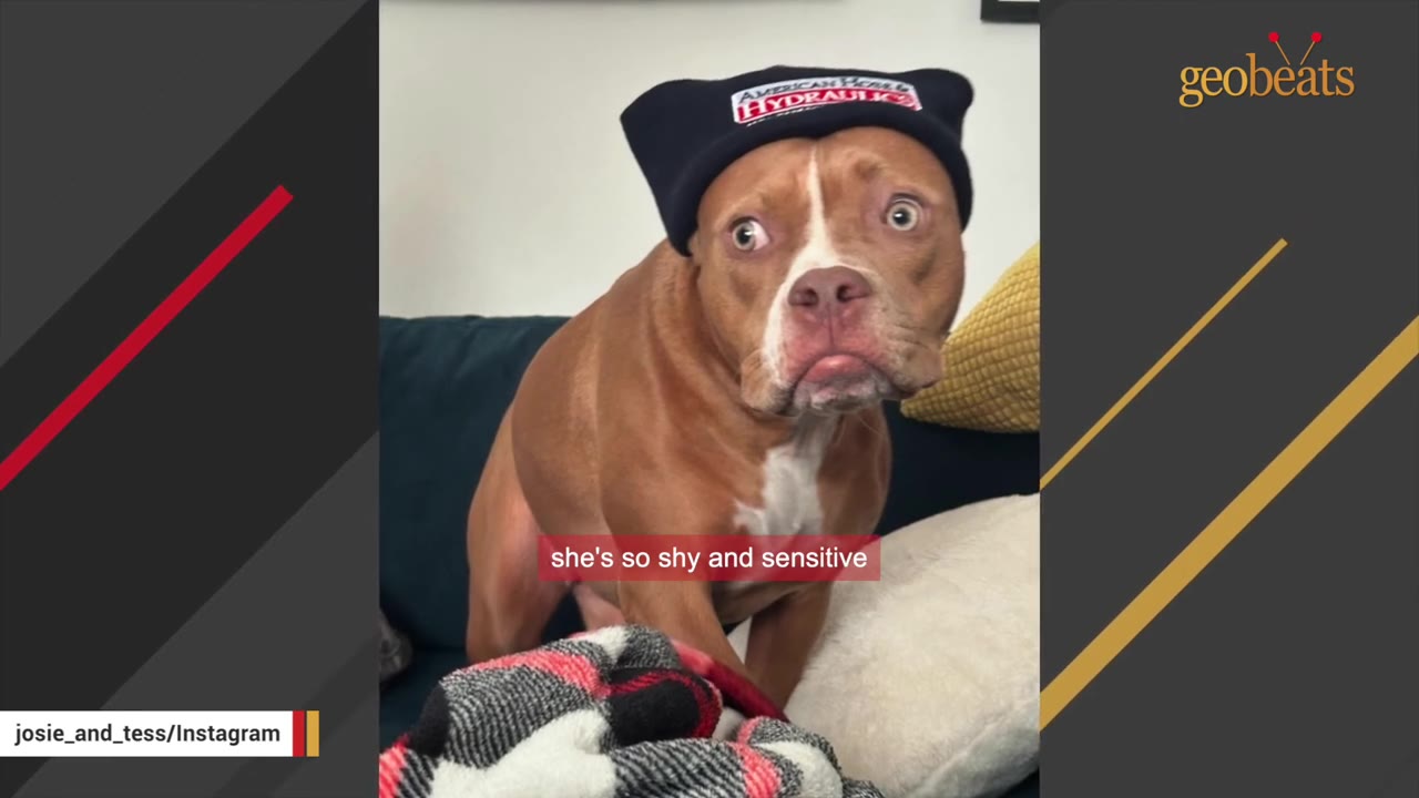 A brown and white dog with wide, expressive eyes wearing a dark blue beanie hat sits on a couch looking anxious.