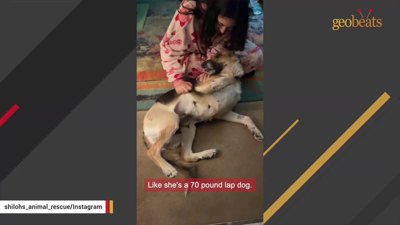 A large tan and black dog lies on its back on a rug while a person in pink pajamas gently pets its chest.