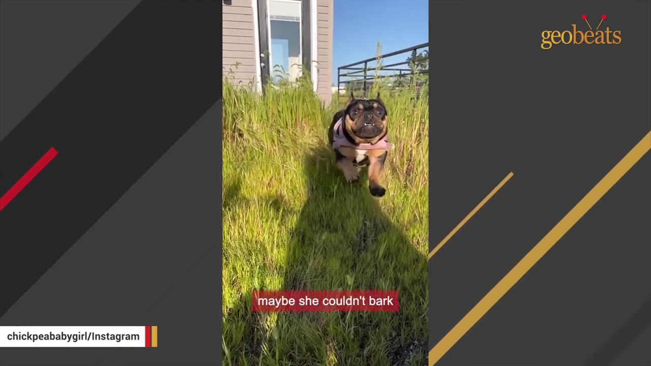 A small black and tan dog wearing a pink harness runs through tall green grass under a sunny sky.