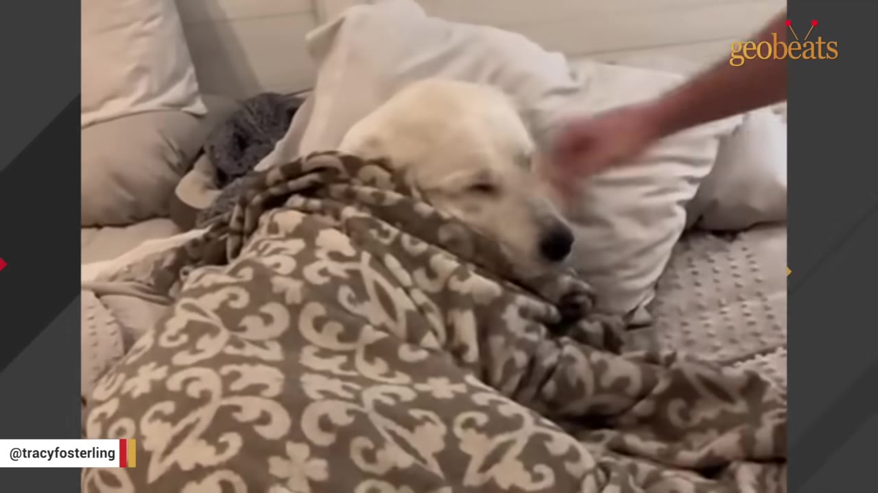 A light-colored dog tucked snugly under a patterned brown blanket in bed, with a person's hand gently petting her head.