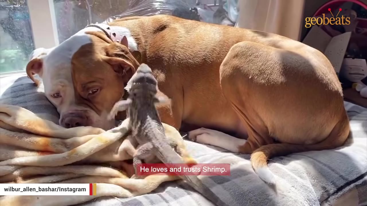 A tan and white dog lies on a bed while a bearded dragon climbs up beside its head.