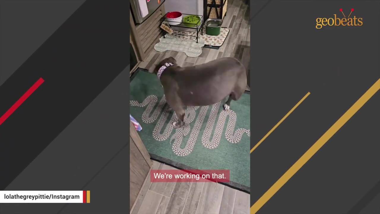 A side-angle view of a grey pit bull standing on a green rug, showing her round, chubby body.