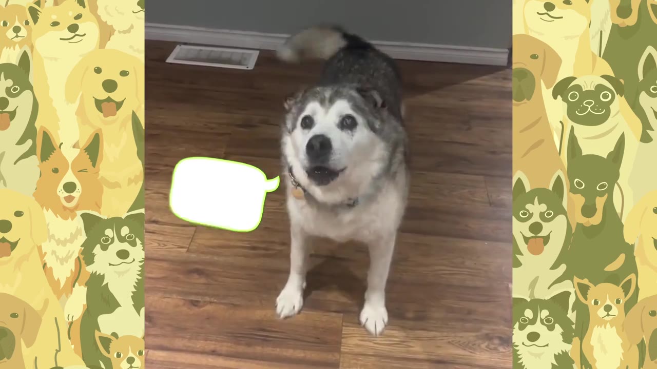 An older grey and white dog stands on a wooden floor, looking up excitedly with its mouth open.