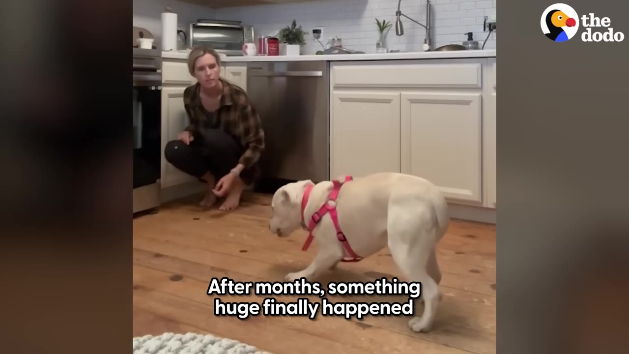 A white dog wearing a pink harness lowers its front body in a play bow on a wooden kitchen floor, while a woman crouches in the background watching.