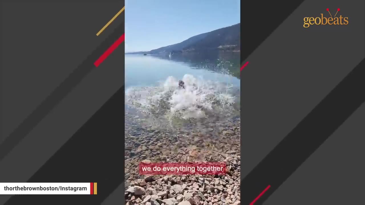 A dog splashing in the clear water of a scenic lake with mountains in the background.