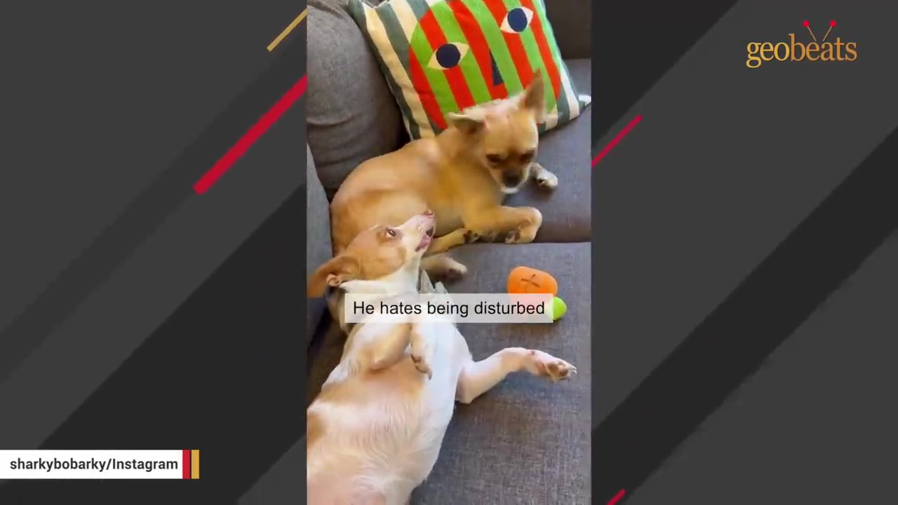 A small tan chihuahua sits on a gray couch next to a colorful pillow, looking down at another small white and tan dog lying on its back.