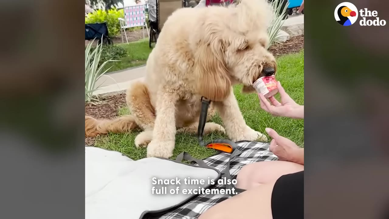 A fluffy golden dog sitting on a grassy lawn eats from a small cup held by a person's hand.