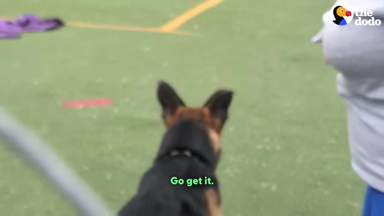 A German Shepherd dog seen from behind, looking out onto a green field.