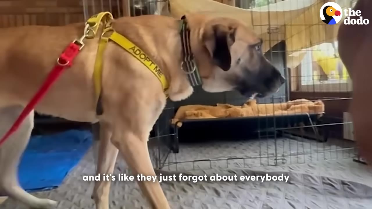 A large tan dog wearing a yellow harness that reads 'ADOPT ME' looks forward with an alert expression.