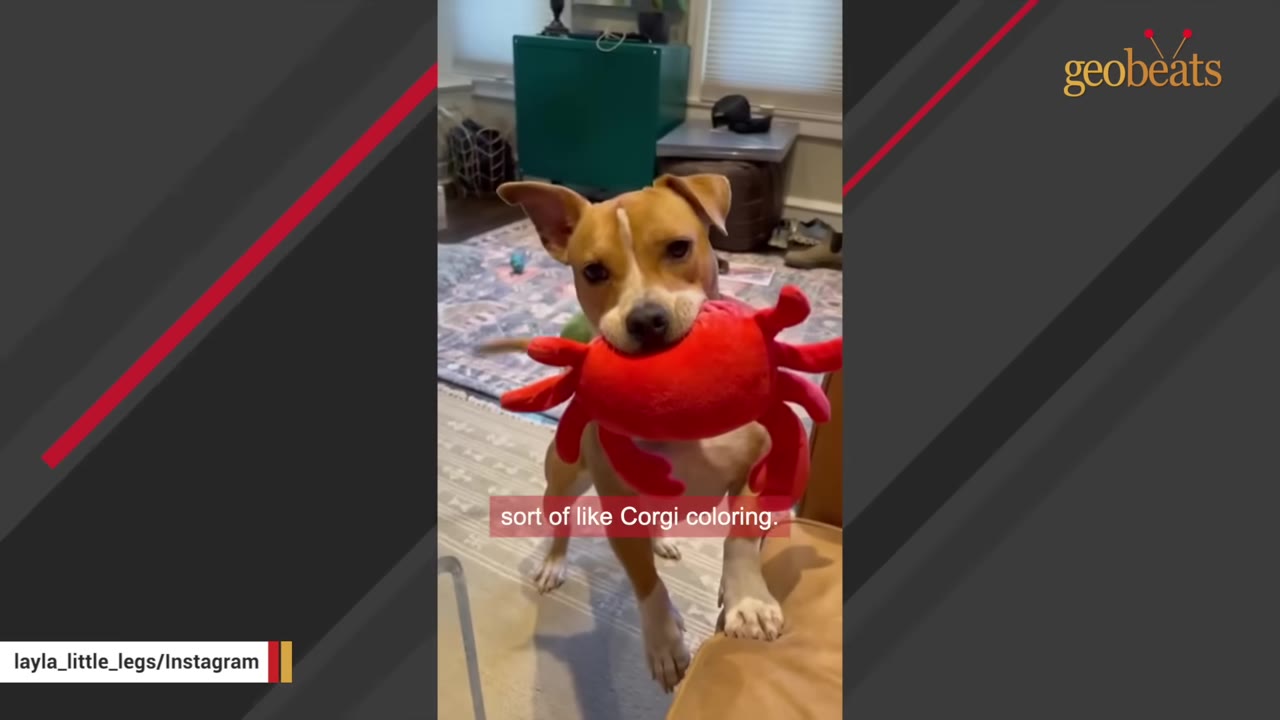 A tan and white dog with floppy ears looking directly at the camera while holding a red plush crab toy in its mouth.