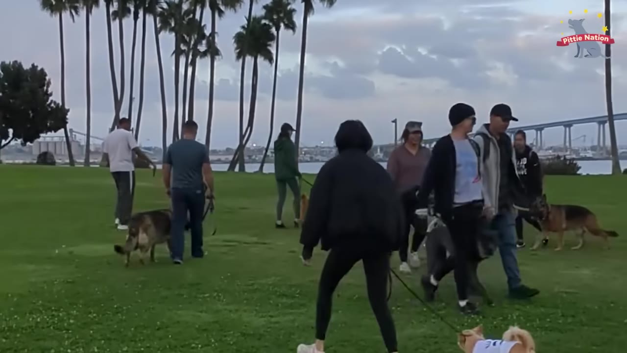 A group of people walking several dogs on leashes across a grassy park with palm trees in the background.