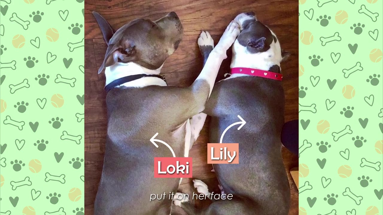 An overhead view of two pit bulls, Loki and Lily, lying side-by-side on a wooden floor, with Loki gently placing his paw on Lily's face.