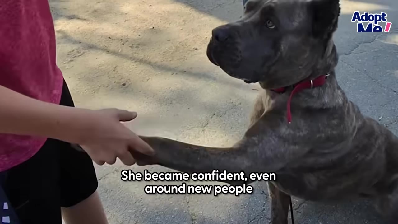 A brindle Cane Corso dog wearing a red collar sits and extends her paw to shake hands with a person.