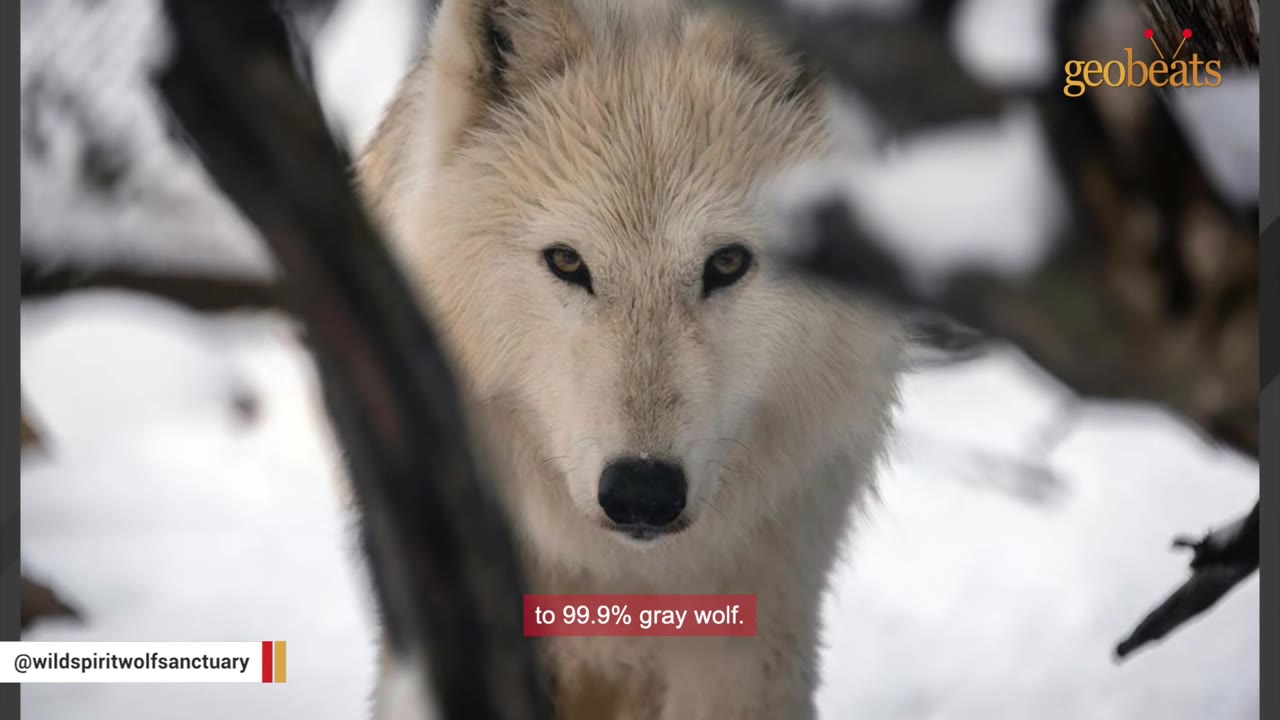 A close-up portrait of a white wolfdog with amber eyes looking directly forward through dark tree branches with snow in the background.