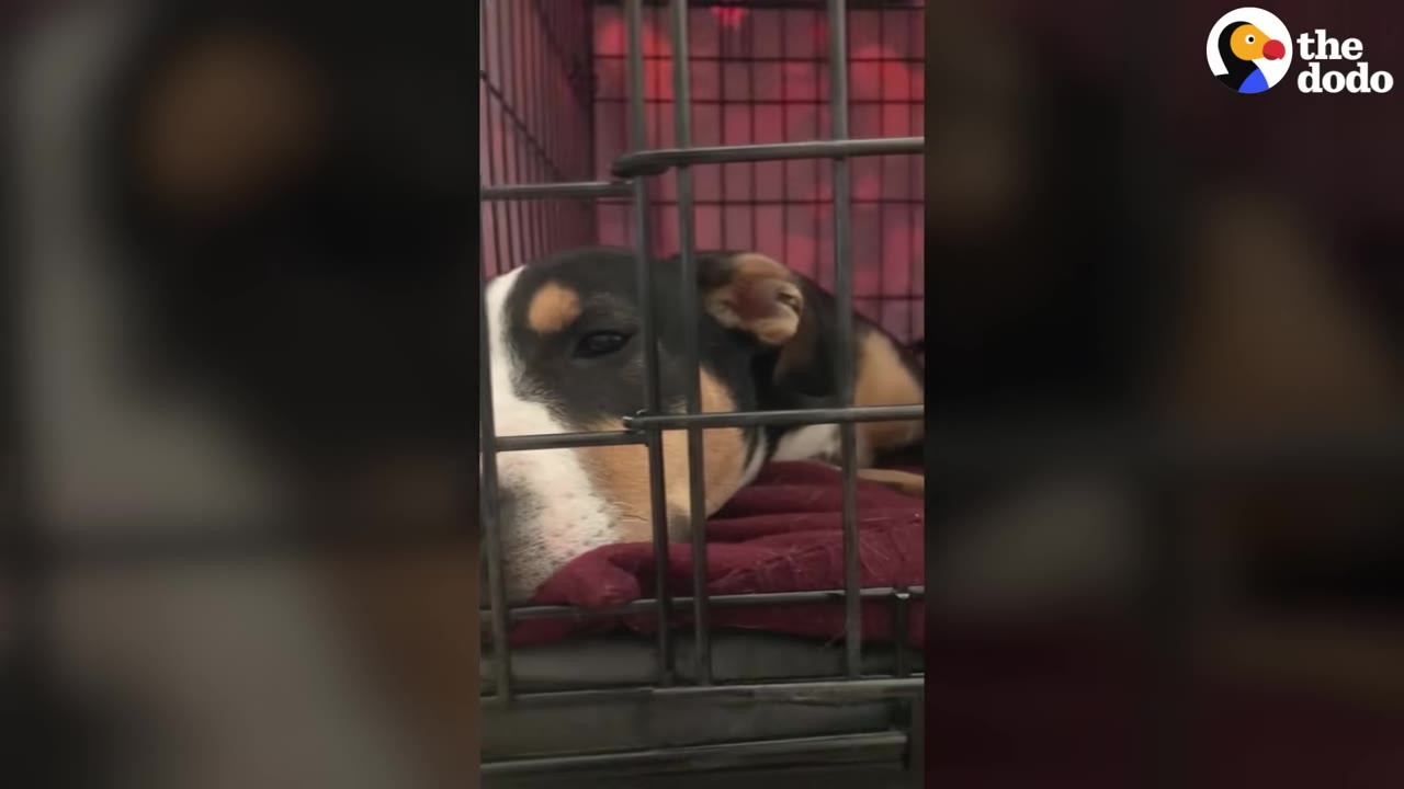 A black, white, and tan dog lies inside a metal wire crate on a red blanket, looking out through the bars.
