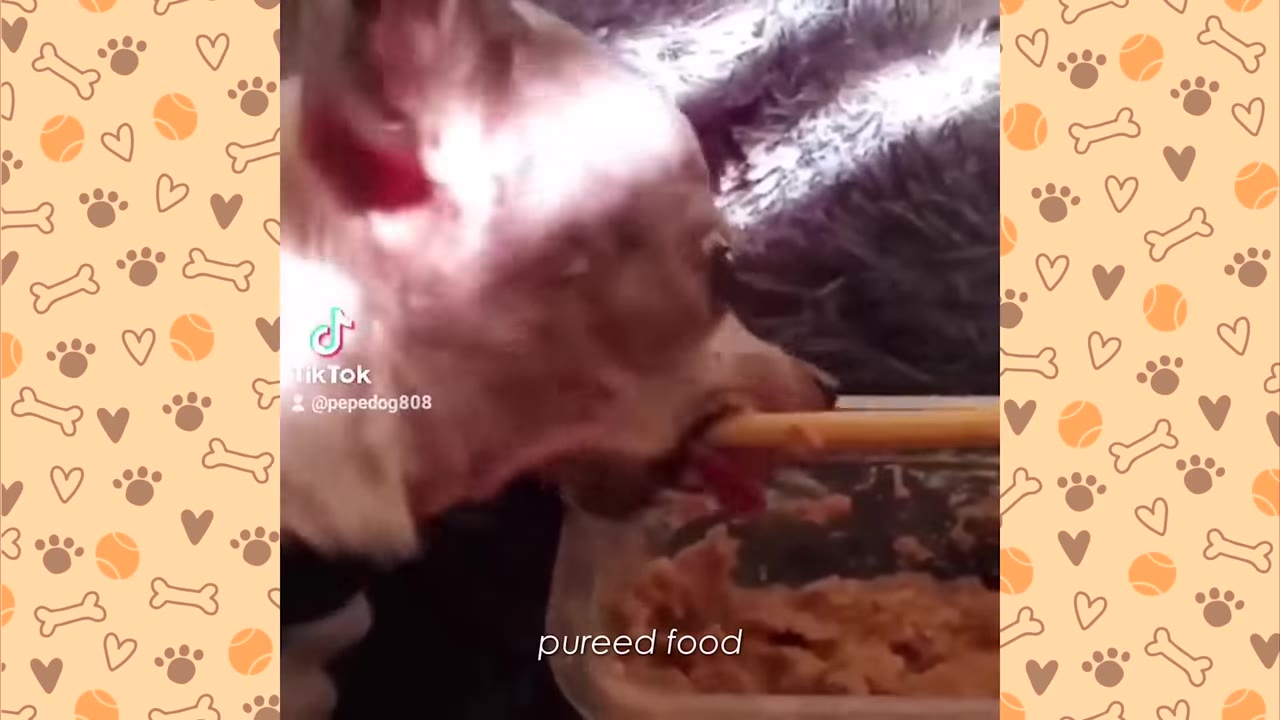 A close-up profile of a small dog missing its lower jaw, being fed pureed food from a container with a spatula.