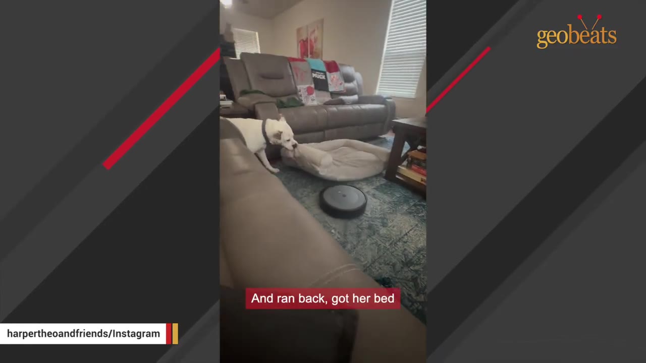 A white dog drags its dog bed across a living room rug away from a black robotic vacuum cleaner.
