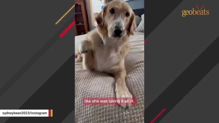 Stranger Reached For His Truck Door When A Texas Dog Made Her Intentions Very Clear
