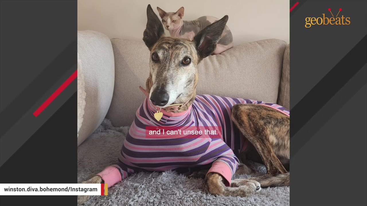 A brindle greyhound wearing a purple and pink striped shirt sits on a couch, looking forward with large, expressive eyes and tall, pointed ears, while a hairless Sphynx cat sits behind her.