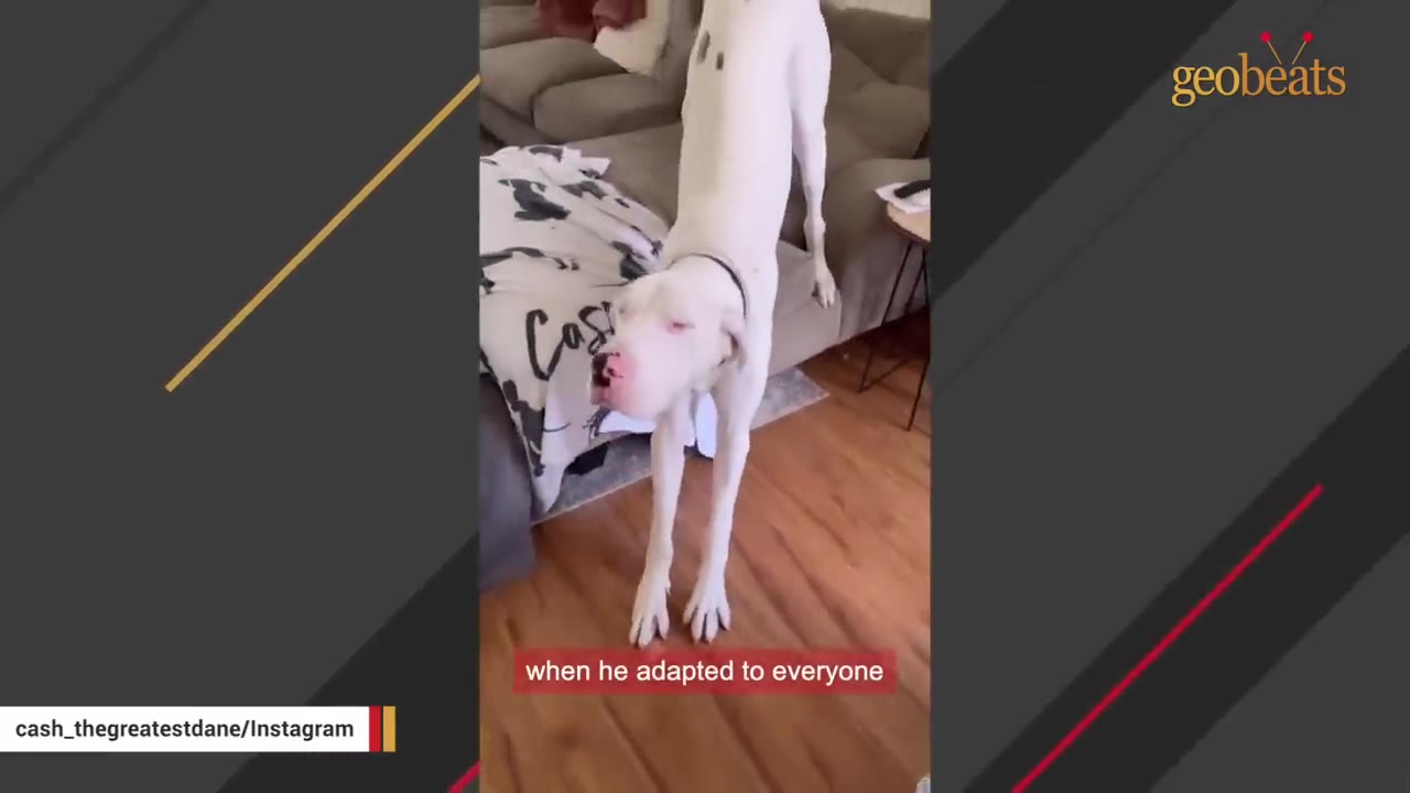A large white Great Dane stretches playfully on a wooden floor next to a couch.