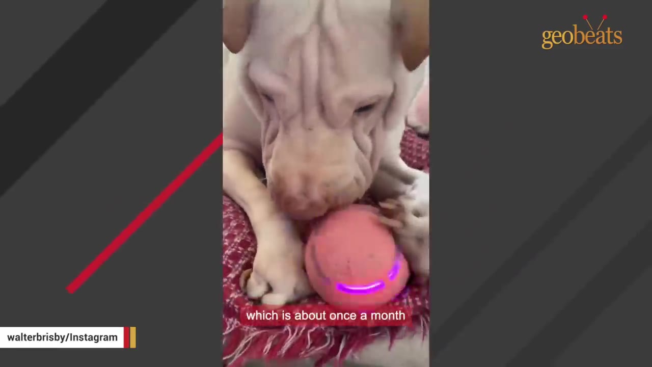 A light-colored Shar Pei dog with wrinkled skin looks down at its paws resting on a pink toy ball.
