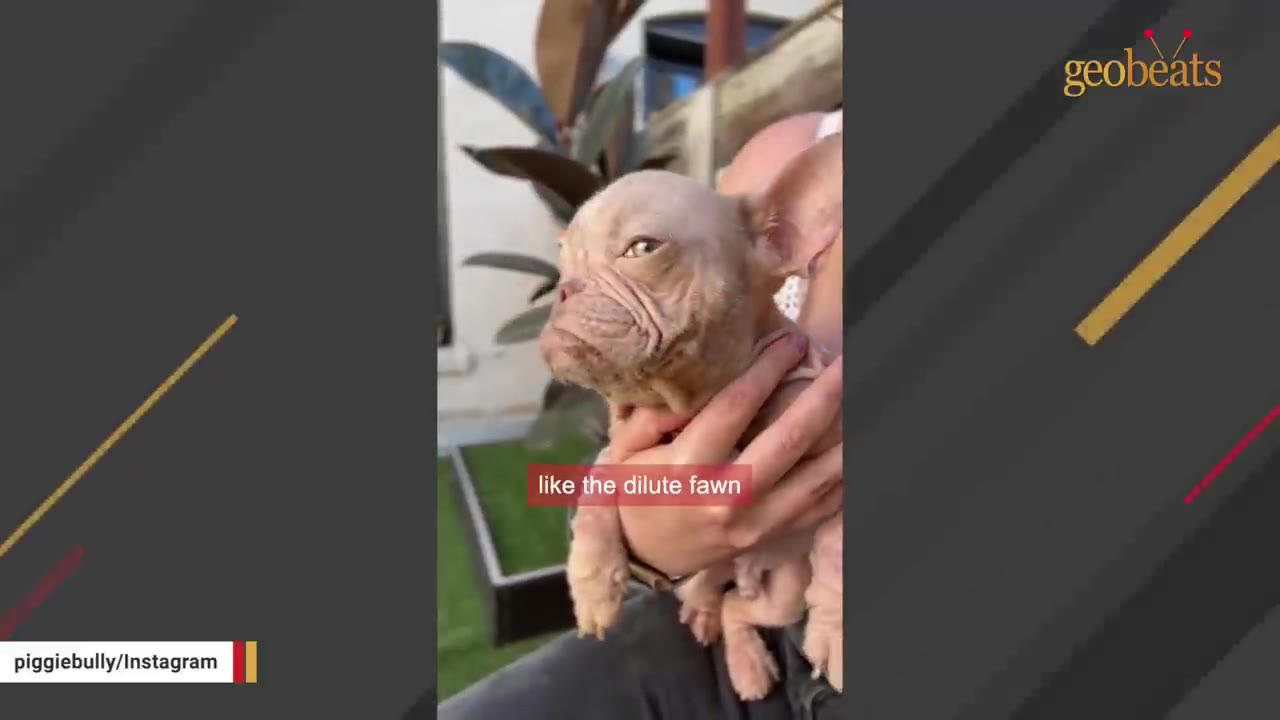 A close-up of a small, light brown French bulldog puppy being held in someone's hands outdoors, showing its unique dilute fawn coat.