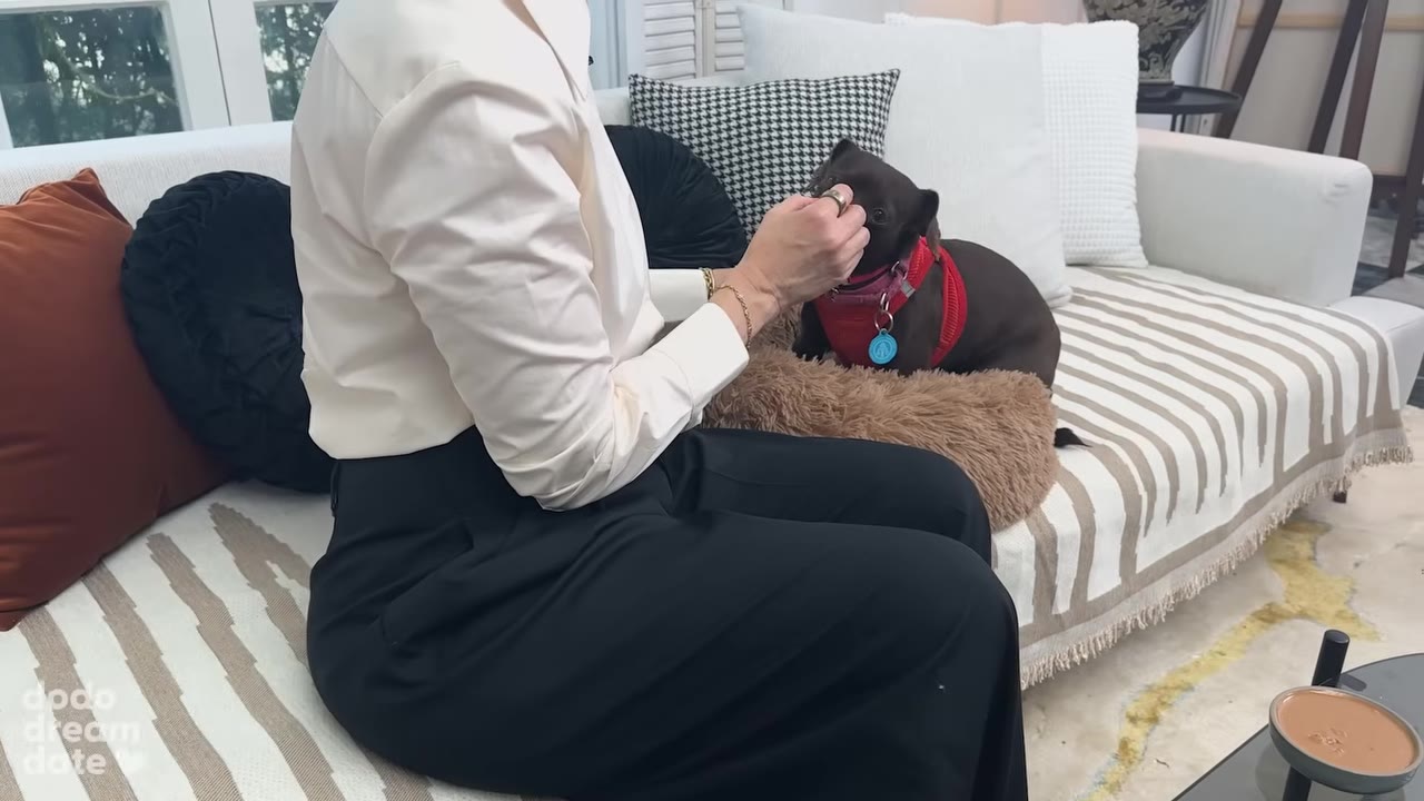A close-up of Sarah offering a small treat from her hand to Honeydew, a small brown dog wearing a red harness, who is sitting on a fluffy brown cushion on a striped sofa.