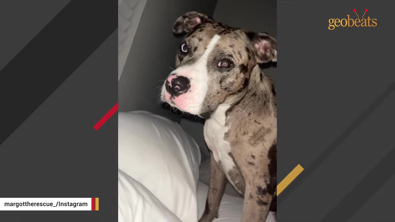 A close-up shot of a merle-patterned dog with a white face and chest sitting on a bed next to a white pillow, looking directly at the camera.