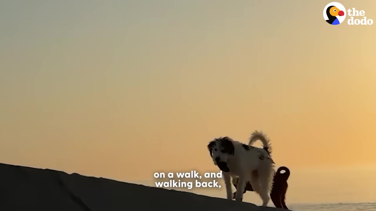 A fluffy white and black dog stands on a sandy ridge silhouetted against a warm sunset sky during an evening walk.