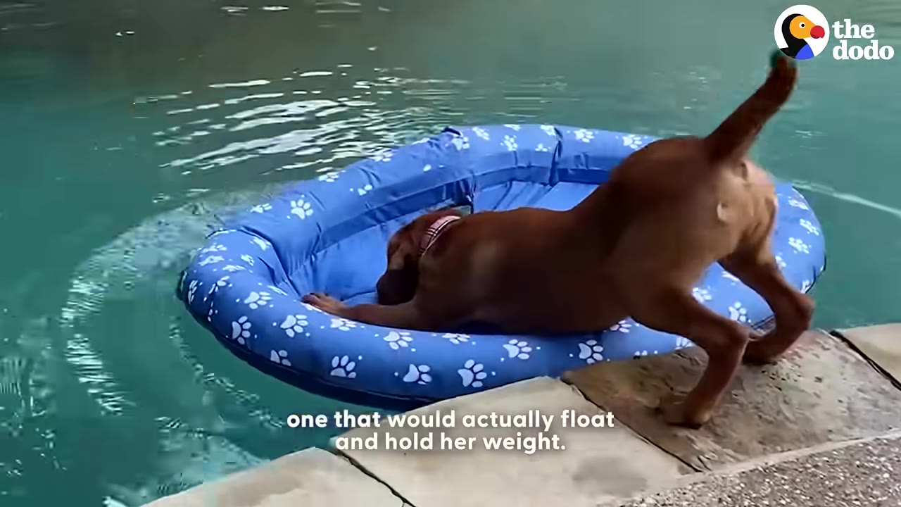 A brown dog stretches its front paws onto a blue inflatable pool float with white paw prints, which is floating in a swimming pool.