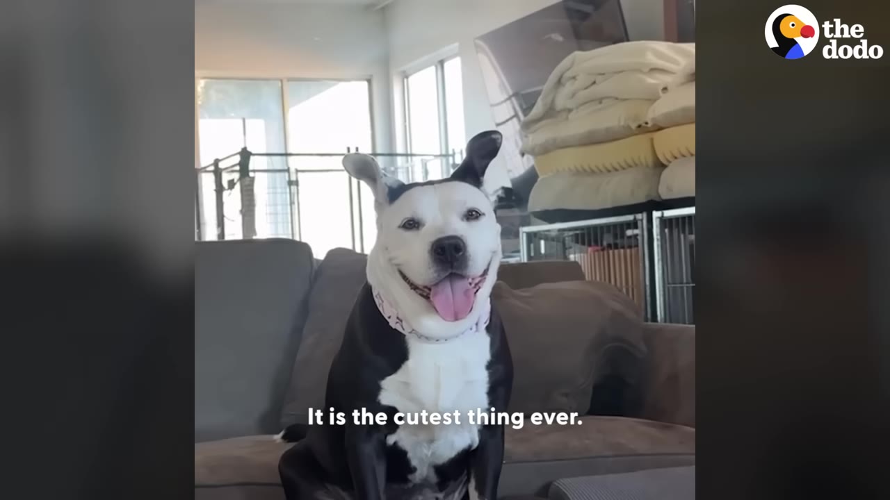 A black and white dog with perked-up, expressive ears sits on a grey couch, smiling with her tongue out.